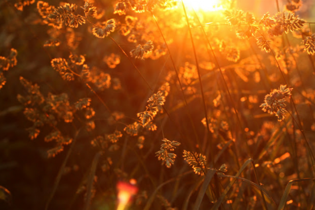 ふるさとワーキングホリデーは、国内版ワーホリを広められるのか？